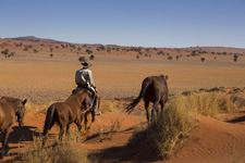 Namibia-Namibia-Wild Horses Safari